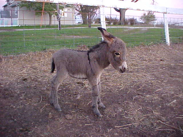 Sebastian