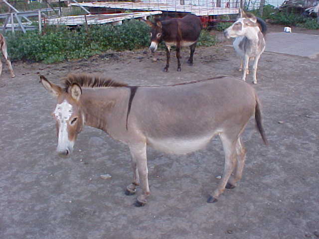 Shilo